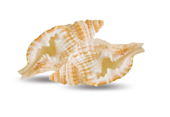 Shell jay animal