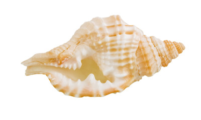 Shell jay animal