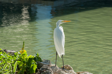 White big egret stand on the rocks near the river.