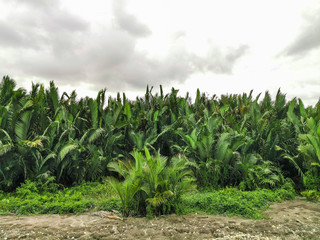 sago palm trees that flourish. Grown tree with Latin name Cycas revoluta also called king sago,...
