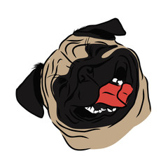 Smiling pug
