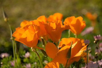 Soft focus of beautiful California poppy (Eschscholzia californica)