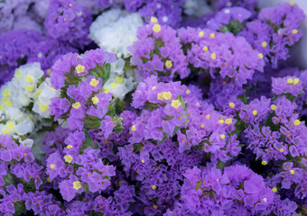 Close-up of beautiful purple statice (limonium) flowers in bloom for floral backdrop