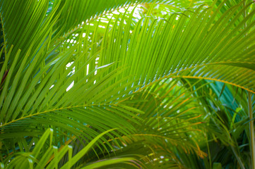Fototapeta na wymiar Branch of a green palm tree. Bright summer background