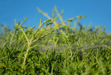 Soft focus of pine tree with spider web on blue sky background