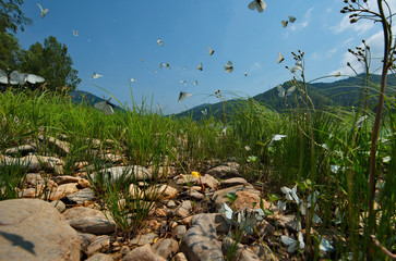 Russia. Kuznetsky Alatau, shore of the Tom river. Cabbage butterflies in the summer breeding season.