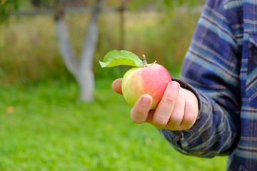 male farmer in a plaid shirt and a cowboy hat holds a ripe apple in his hands
