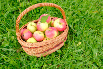 vintage wicker basket with ripe apples on green grass