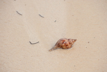shell on the beach