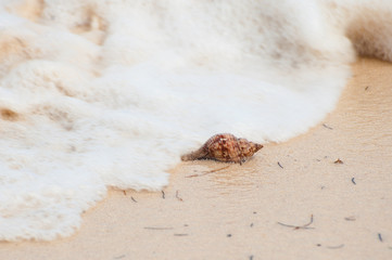Seashell on the beach shore