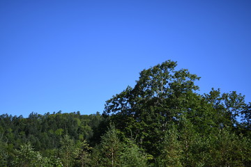 木と青.
