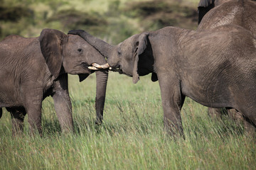 baby elephant on the savanah
