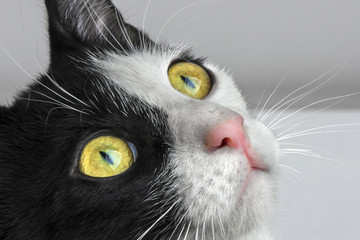 Black white color cat.