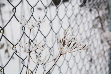 tree branch and ice leaves