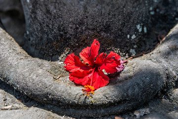 Hibiskusblüte als Opfergabe auf einer Skulptur, Bali © franzeldr