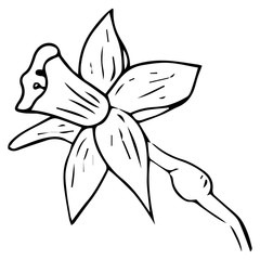 Daffodil flower icon. Vector illustration of spring daffodil. Hand drawn daffodil spring flower.