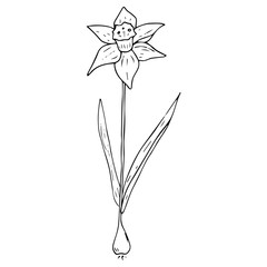 Daffodil flower icon. Vector illustration of spring daffodil. Hand drawn daffodil spring flower.