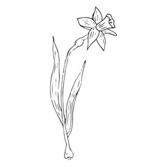Daffodil flower icon. Vector illustration of spring daffodil. Hand drawn daffodil spring flower.