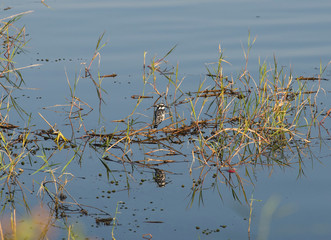 Obraz na płótnie Canvas Pied kingfisher stood perched on reeds of river marshland