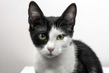 Black white color cat.