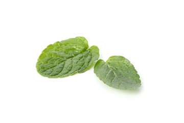 Fresh mint leaves isolated on white background