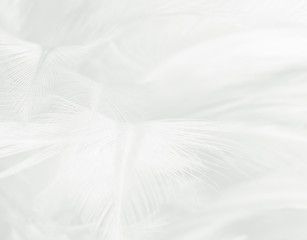 Obraz premium Beautiful white feather wool pattern texture background