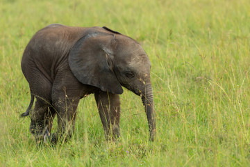 baby elephant on the savanah