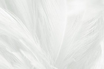 Beautiful white feather wool pattern texture background