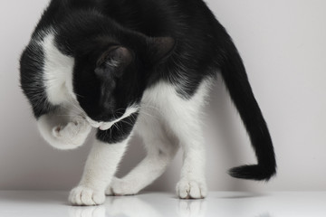 Black white color cat.