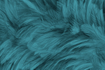 Obraz premium Beautiful close up dark black,green blue azure feather pattern texture background