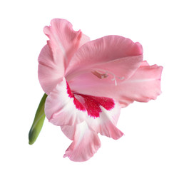 Pink  Gladiolus flower