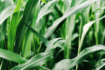 Sorghum × drummondii or sudan grass plantation
