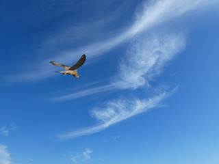 Falchi in volo
