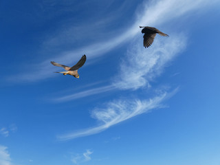 Falchi in volo