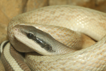 close up white snake in garden at thailand