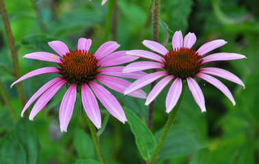 Obraz premium Bloom in nature echinacea purpurea