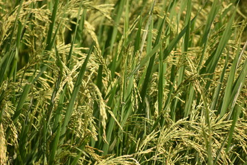 Obraz premium fresh and green paddy farming and cultivation, rice cultivation in india Golden spike in cornfield, Beautiful green paddy-field
