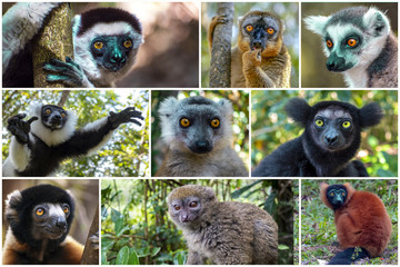 Collage of beautiful lemurs, Different types of lemurs - endemic. Species which is restricted to a specific geographic location - Madagascar © mirecca
