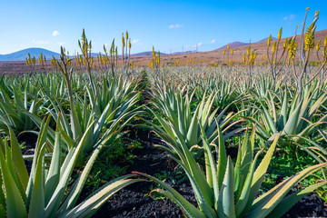 Aloe vera field