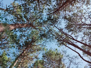 tree and blue sky