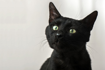 Black color cat, close up.