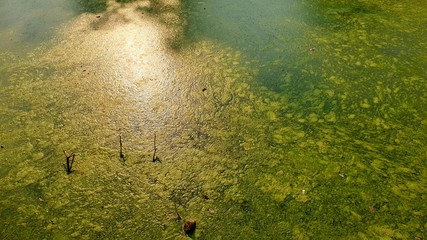 Toxic blue-green algae bloom. Algae polluted green river.