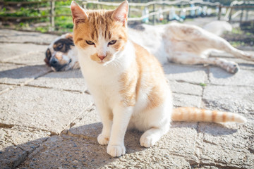 Obraz premium dog and cat play in the yard on a sunny day in winter. friendship between puppy and kitten. cat and dog game.