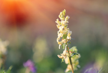 wild spring flower on meadow