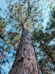 tree on a background of blue sky