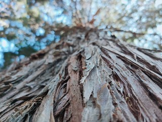 closeup of tree trunk
