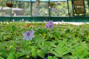 Water Hyacinth in a pond. Scene from botanical garden in zagreb, Croatia. Selective focus.