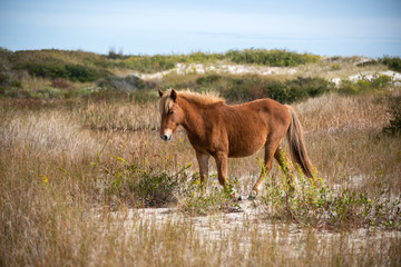 Wild Horse Roams Barrier Island