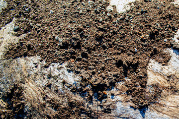 Background tree with earth