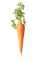 Fresh natural vertical carrot root with green leaf.
